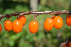 Polskie „złoto” wraca do łask. Potężne wsparcie wątroby i nerek