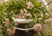 Tymianek sprawdzi się jako przyprawa, ale też wyleczy trądzik. Wypróbuj właściwości macierzanki tymianku oraz olejku tymiankowego