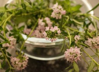 Tymianek sprawdzi się jako przyprawa, ale też wyleczy trądzik. Wypróbuj właściwości macierzanki tymianku oraz olejku tymiankowego