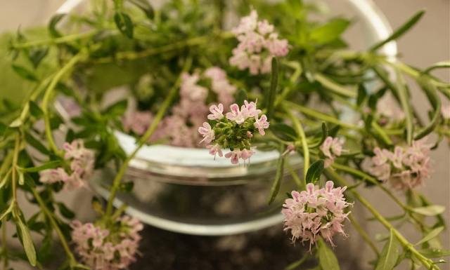 Tymianek sprawdzi się jako przyprawa, ale też wyleczy trądzik. Wypróbuj właściwości macierzanki tymianku oraz olejku tymiankowego