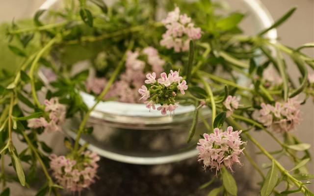 Tymianek sprawdzi się jako przyprawa, ale też wyleczy trądzik. Wypróbuj właściwości macierzanki tymianku oraz olejku tymiankowego