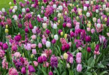 Niedługo zakwitną w całej Polsce. Trujące kwiaty, na które musisz uważać