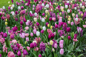 Niedługo zakwitną w całej Polsce. Trujące kwiaty, na które musisz uważać