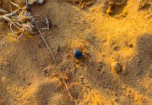 Już dotarły do Polski. Lekarze ostrzegają: niebezpieczne giganty