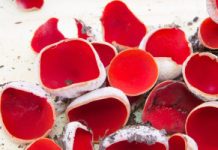 Polacy omijają z daleka. To błąd – ma nietuzinkowy smak