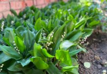 Przyciągają kleszcze jak magnes. Tu czają się ich całe stada