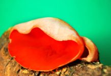 Sieje postrach wśród Polaków. To błąd – smakuje jak rzodkiewka