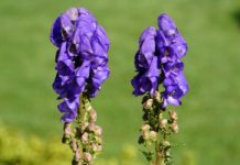 Za chwilę zakwitnie. Śmierć po dotknięciu, nie wolno nawet wąchać