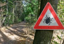 Te kleszcze potrafią „gonić” człowieka. Groźne odkrycie: są już w Polsce