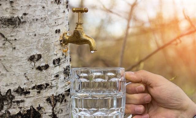 Oskoła to wiosenny eliksir prosto z drzew. Sięgnij po niego właśnie teraz