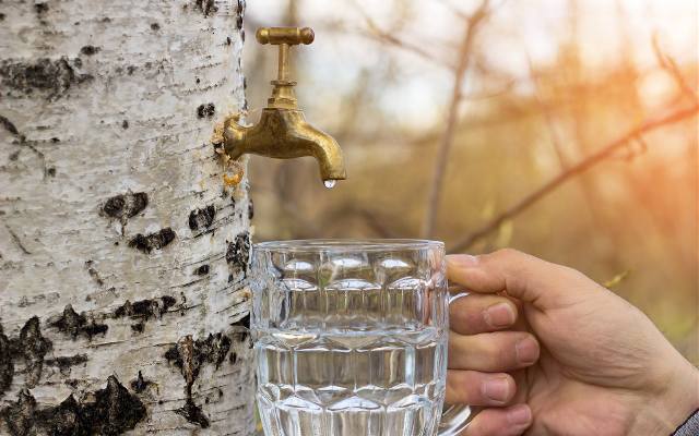 Oskoła to wiosenny eliksir prosto z drzew. Sięgnij po niego właśnie teraz