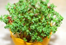 Chrom, witaminy i szybki wzrost. Rzeżucha to roślina idealna do codziennej diety