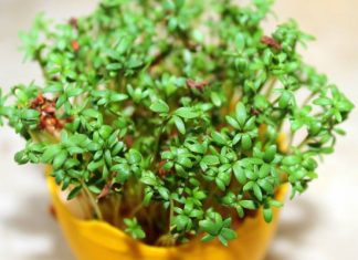 Chrom, witaminy i szybki wzrost. Rzeżucha to roślina idealna do codziennej diety