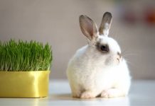 Owies na wielkanocnym stole to nie tylko dekoracja. To świetny dodatek do sałatek. Sprawdź, jakie właściwości zdrowotne ma zielony owies