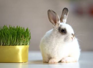 Owies na wielkanocnym stole to nie tylko dekoracja. To świetny dodatek do sałatek. Sprawdź, jakie właściwości zdrowotne ma zielony owies