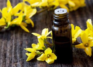 Idealna na wiosenny detoks. Wzmacnia organizm i serce. Nalewka z forsycji wzmacnia organizm