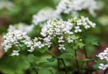 Lepszy niż czosnek niedźwiedzi, a traktowany jak chwast. Obniża ciśnienie