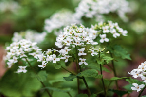 Lepszy niż czosnek niedźwiedzi, a traktowany jak chwast. Obniża ciśnienie