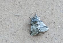 Lasy Państwowe ostrzegają: toksyczny owad pojawił się w Polsce