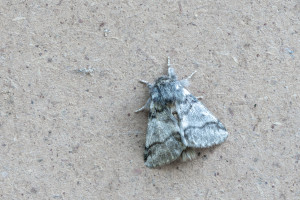 Lasy Państwowe ostrzegają: toksyczny owad pojawił się w Polsce