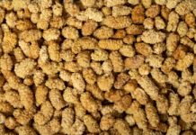 Odchudza i obniża cukier. Niepozorna, a potężna