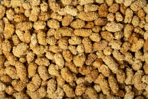 Odchudza i obniża cukier. Niepozorna, a potężna