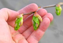 Witaminowa bomba prosto z drzewa. Rwij i jedz na zdrowie