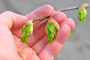 Witaminowa bomba prosto z drzewa. Rwij i jedz na zdrowie