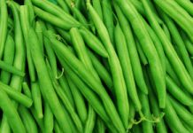 Ranking na najbardziej trującą roślinę 2026: wygrała fasolka. Decyduje 1 szczegół