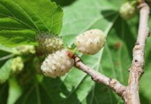 Rośnie na działkach i w ogrodach. Odchudza, blokuje apetyt na słodkie