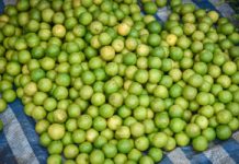 Włoska gwiazda. Może obniżyć cholesterol nawet o 40 proc.