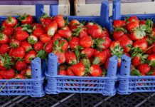 Eksperci alarmują: tak rozpoznasz polskie truskawki. Ten detal zdradza prawdę
