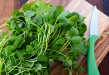 Wybrano najzdrowsze warzywo świata. Nie ma sobie równych