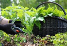 Polacy depczą, zamiast jeść. Ten chwast to witaminowa bomba: teraz jest najlepszy