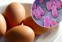 Salmonella to groźna bakteria nie tylko z żywności. Takie są objawy zatrucia Salmonellą