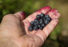 Mija kilkanaście lat zanim pojawią się objawy. Zarażają się całymi rodzinami