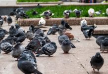 100 gołębi z lokalizatorami Bluetooth. Naukowcy badają groźną dla ludzi papuzicę