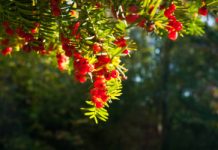 Omijaj z daleka. Od wieków nazywany jest „drzewem śmierci”
