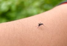 Różne gatunki komarów wolą kąsać różnych ludzi