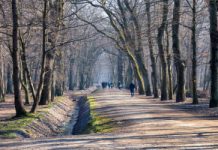 Lasy w miastach zmniejszają liczbę tych zaburzeń. Naukowcy przeanalizowali dane 129 tys. osób