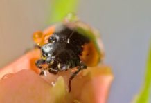 Jesienna plaga zaraz się zacznie. Wchodzą do mieszkań całymi rojami i gryzą