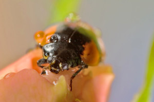 Jesienna plaga już się zaczęła. Całe roje wchodzą do domów i gryzą